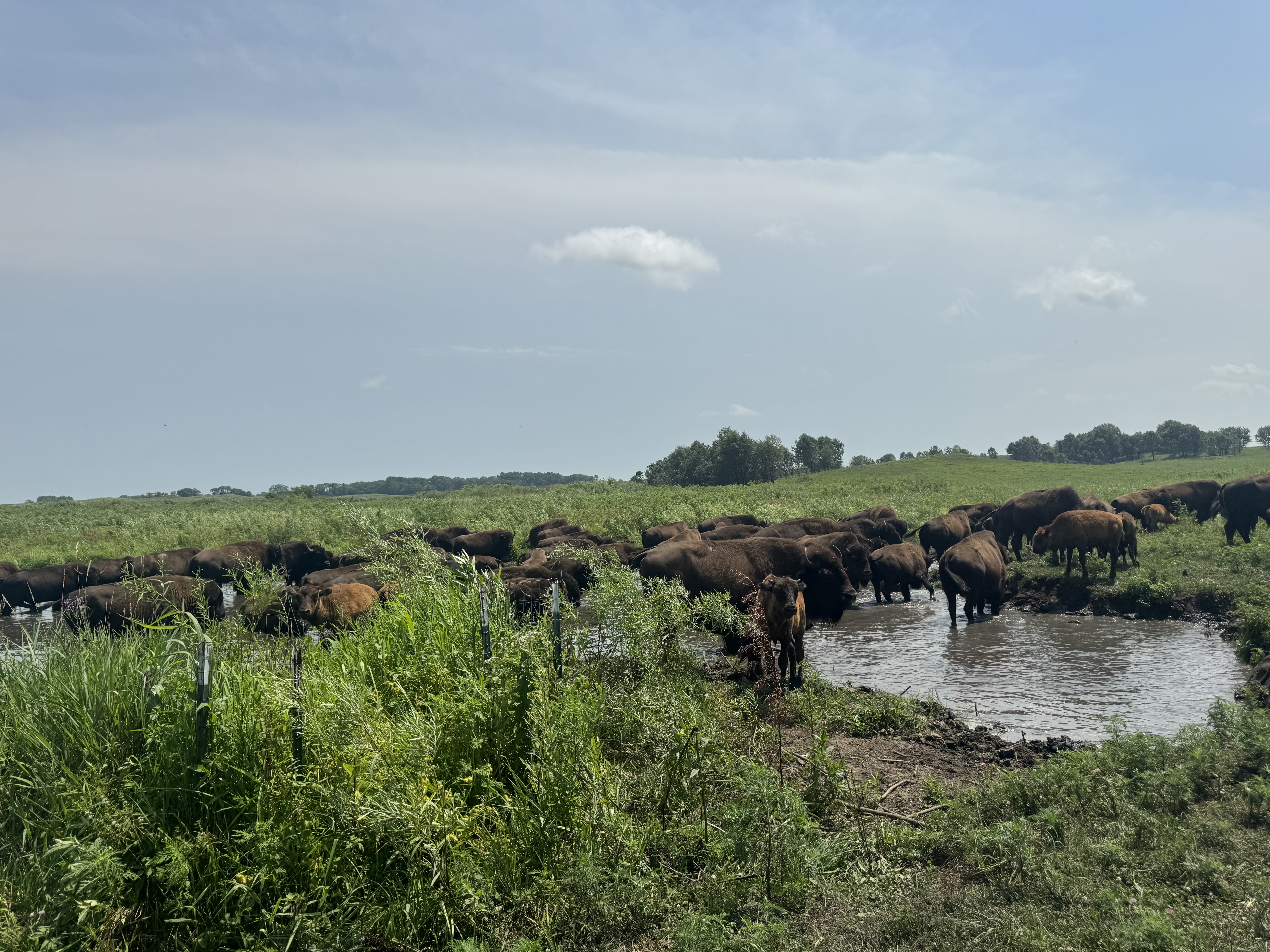 Bison at Nachusa Grassland